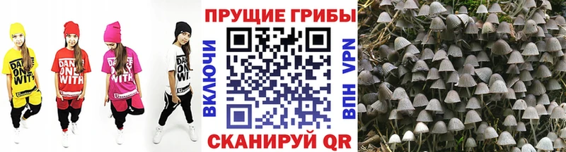Псилоцибиновые грибы Psilocybe  Пестово 